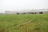 “Siêu đô thị” Mê Linh hoang vu sau 5 năm triển khai